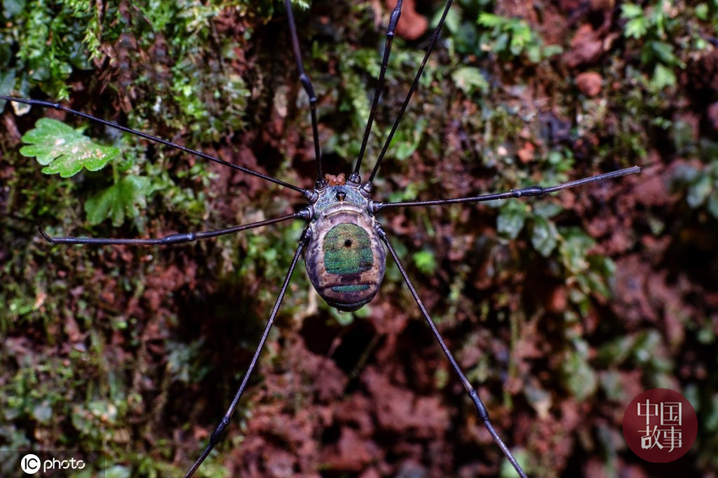 Simuchang Insect Chongqing Simian Mountain Nature Reserve: all kinds of cute insects in ...