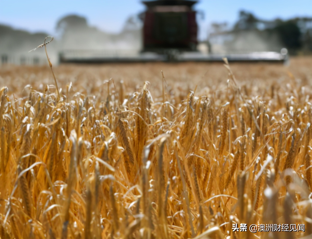 中对澳大麦课征逾80%关税， 澳洲不计后果一状告上WTO！