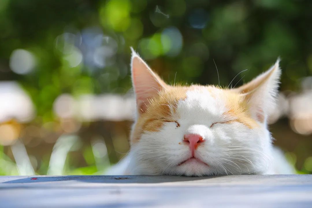 EOS R6 is the best when shooting cats and feelings right - iNEWS