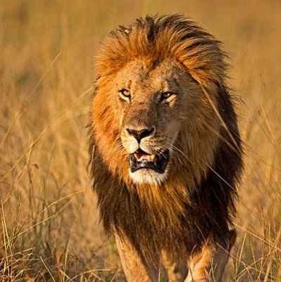 Masai Lion: the largest lion species in existence - iNEWS