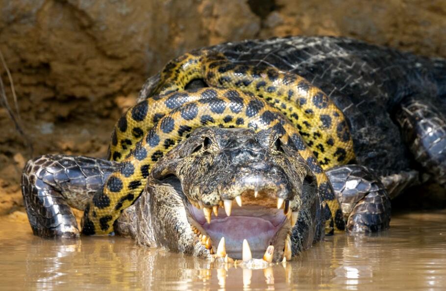 The photographer photographed the entire life and death battle between
