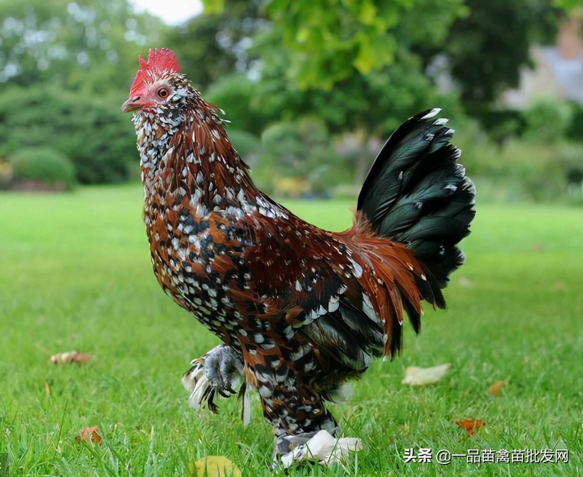 Raising this kind of chicken is very sweet. The 