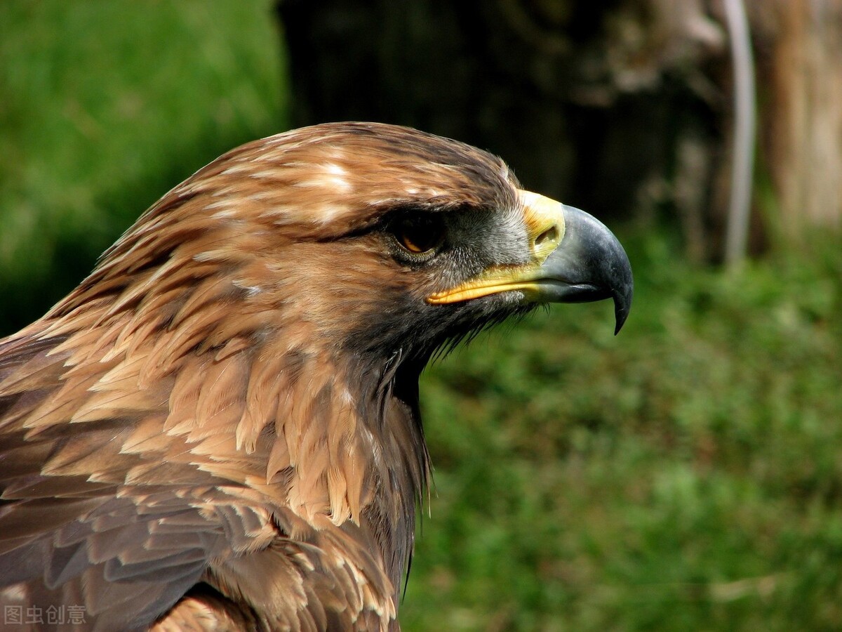 The eagle ate a very venomous snake, why is it not poisoned?Can eagles