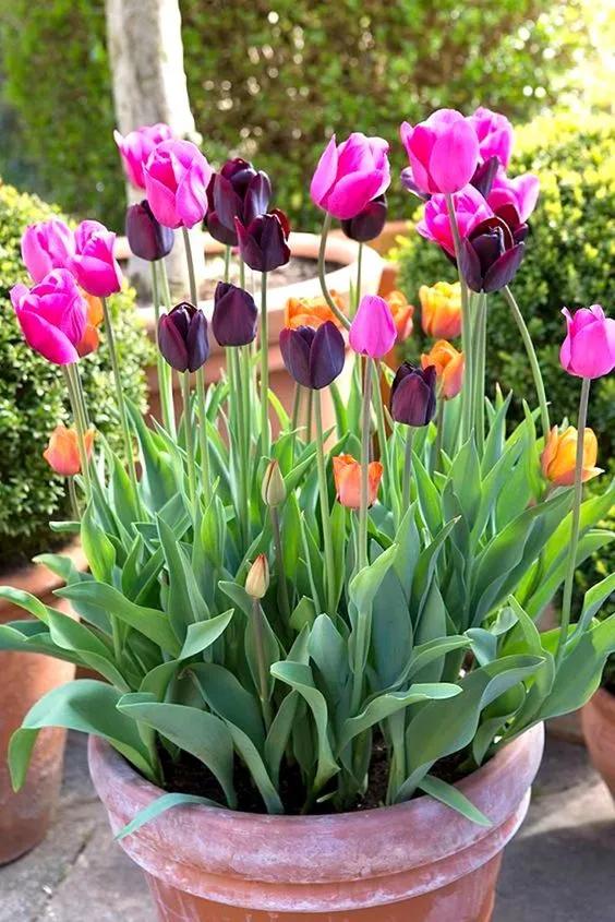 Tulip Garden Application - iNEWS