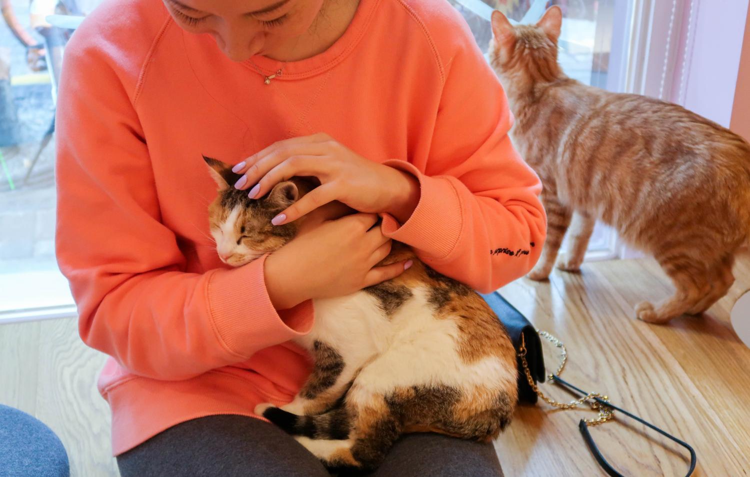 What does the owner's behavior of "touching the cat's head" mean in the