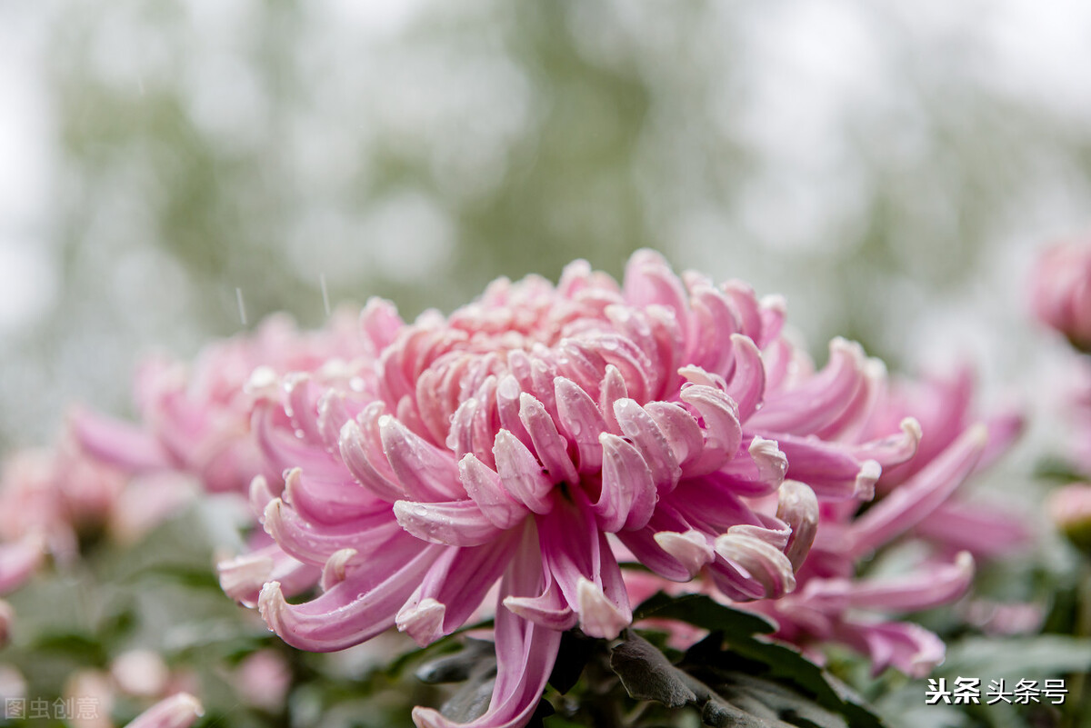 Eating chrysanthemum can nourish the skin and resist aging, but do you