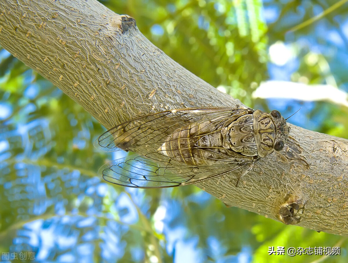 Why does the cicada keep screaming so loudly? - iNEWS