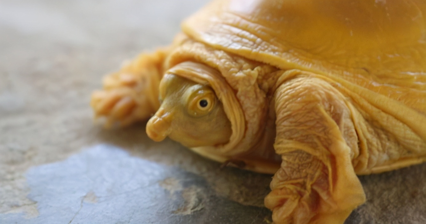 The world's fifth golden tortoise appeared in Nepal, and the century ...