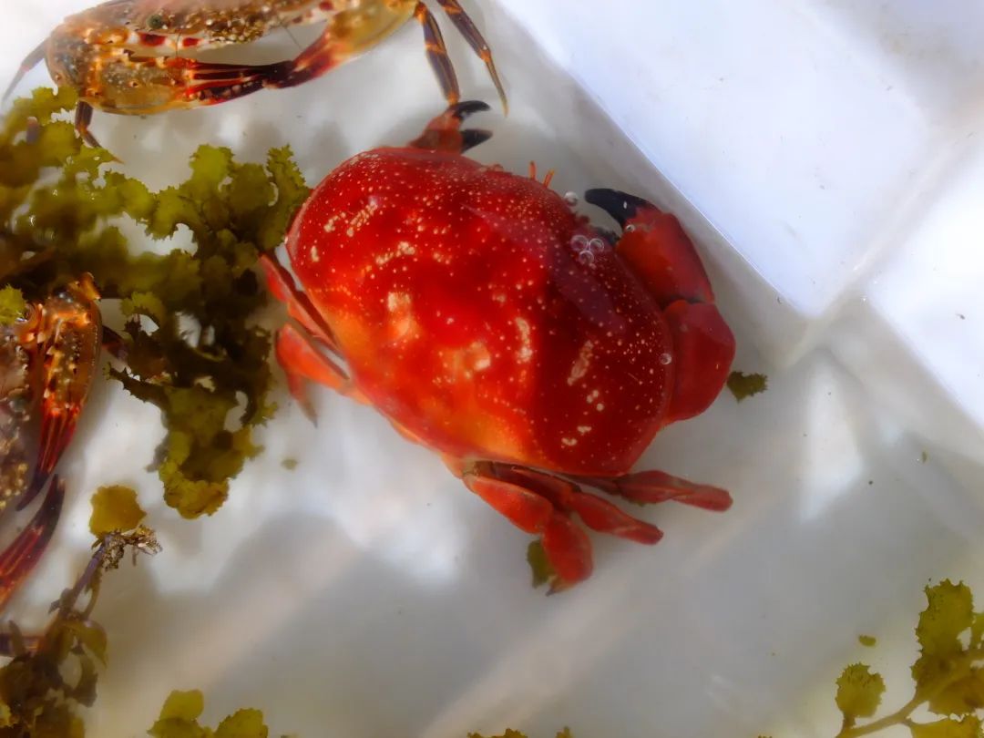 Eating crabs can cause poisoning to the hospital?There are many "poison