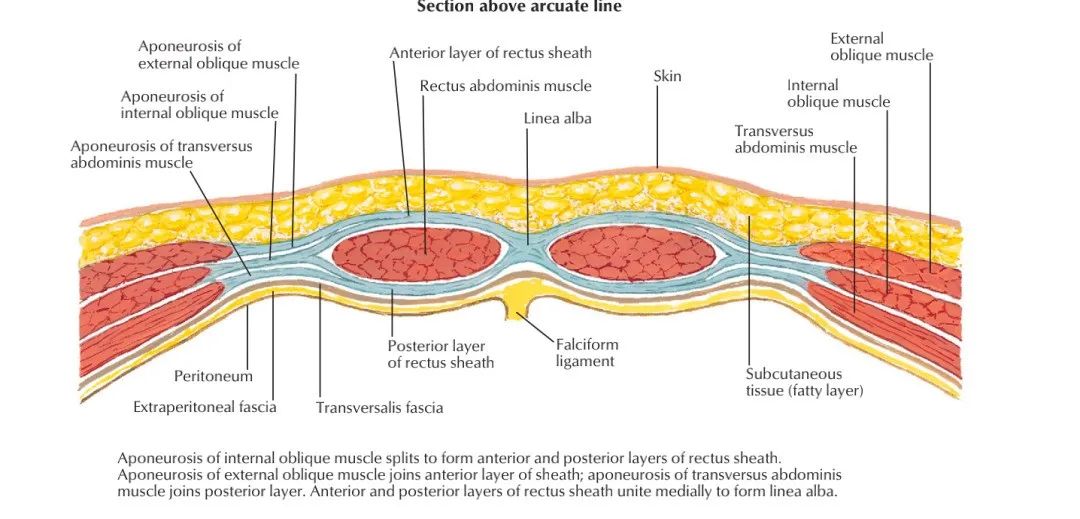 Mechanical Analysis Of Rectus Abdominis Separation - Inews