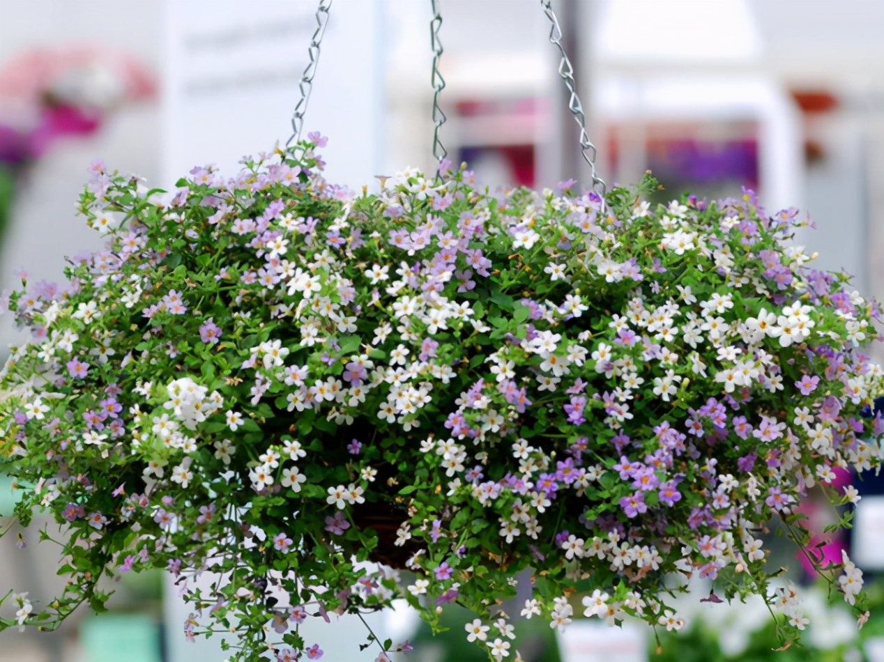 Five kinds of "hanging flowers", cheap and long flowering period, the