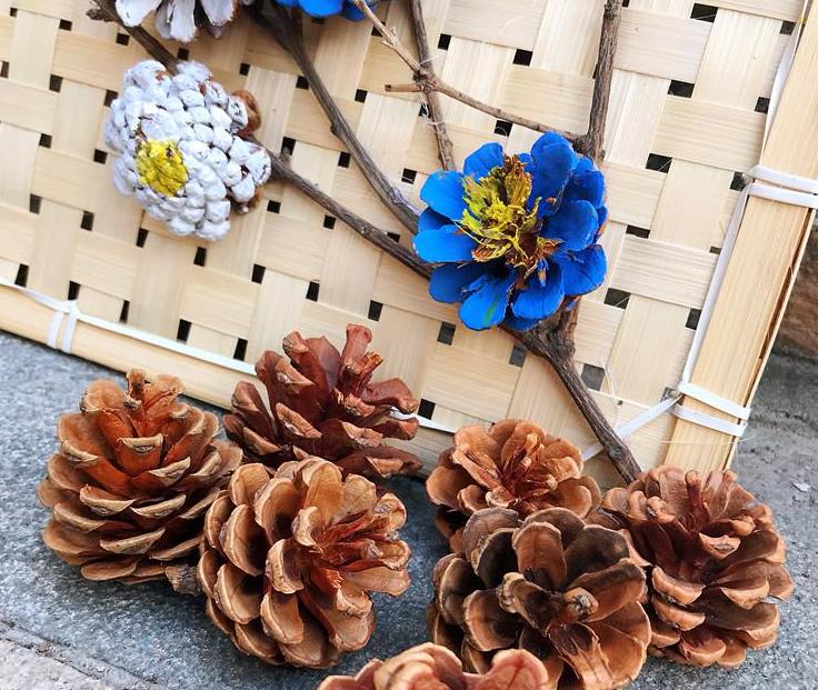 Pine trees have two treasures, pine nut shells and pine needles. Bring