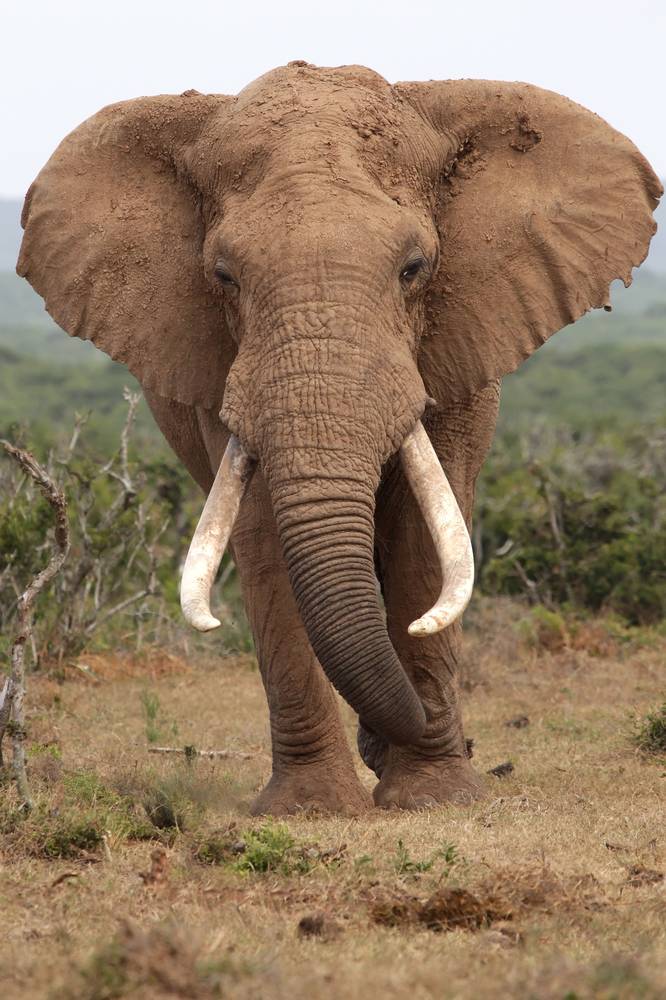 The fifth leg of an African elephant, 1.8 meters long - iNEWS