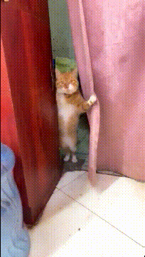 猫：大爷进来坐坐啊，我家很久没有生意了