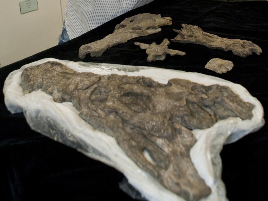 The 13-meter-long Titan Python, with one hand 