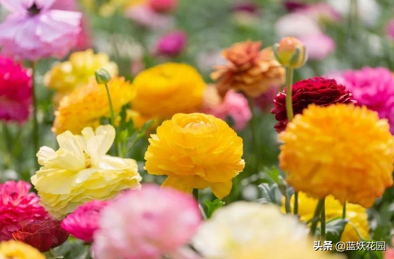 The flower resembles the ranunculus of a peony, raised in this way, the