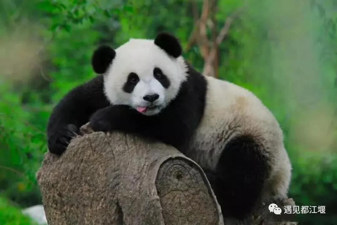 Panda Region China's first batch!The Giant Panda National Park was officially ...