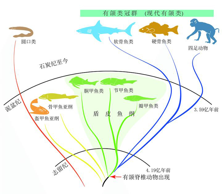 Scientists Say That Humans Evolved From Fish, So What Evidence Still ...