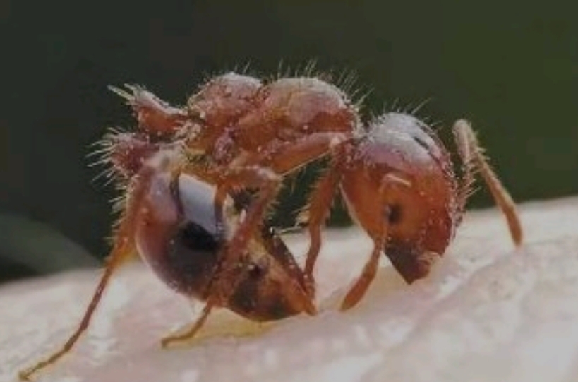 Little red ants, big hazard - iNEWS