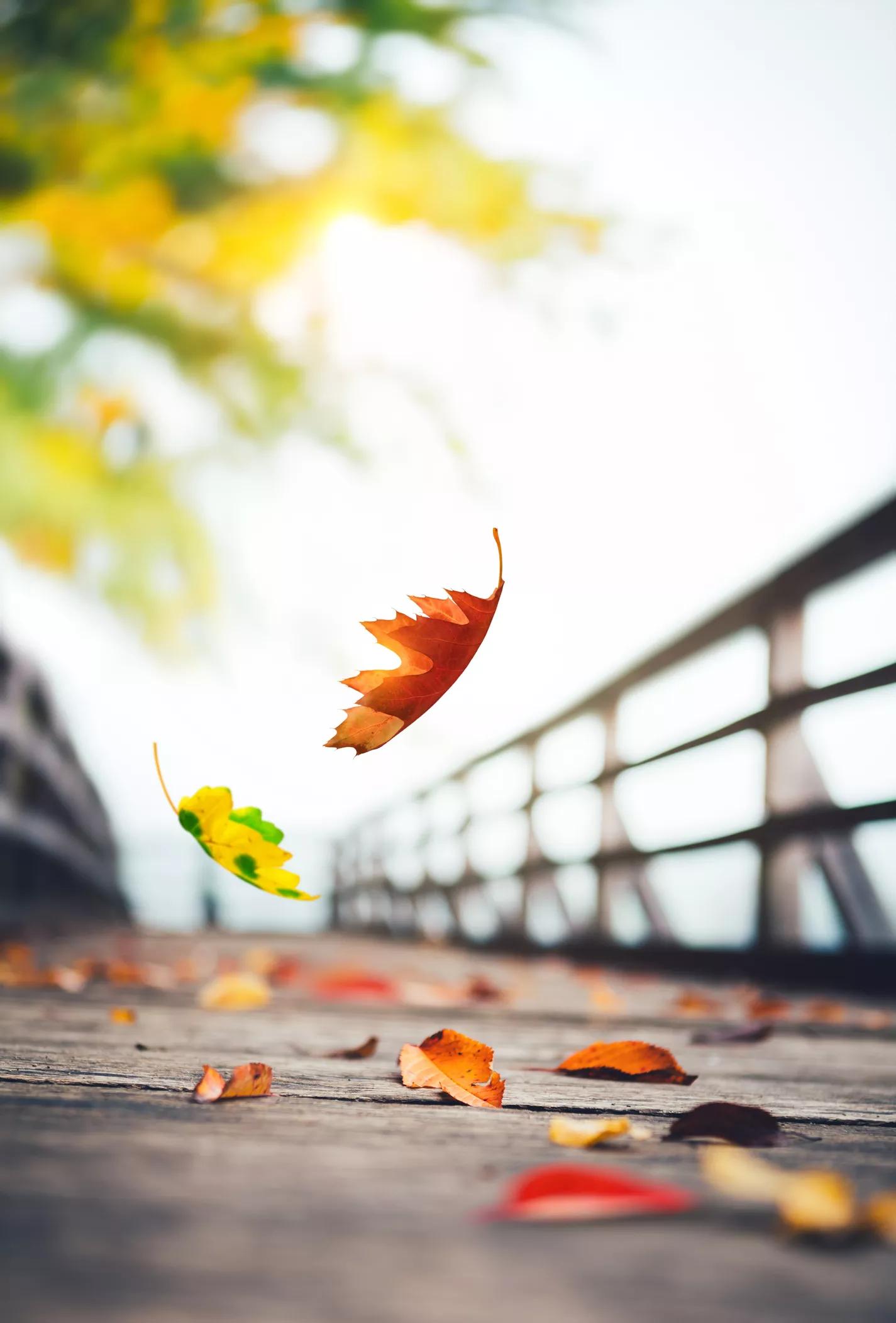 Flying Flower Order "Autumn" iNEWS