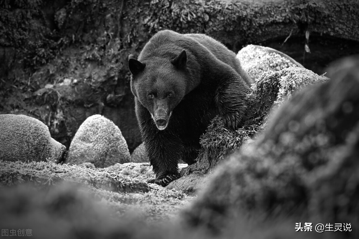 The Tibetan mastiff fights three black bears bravely. In terms of
