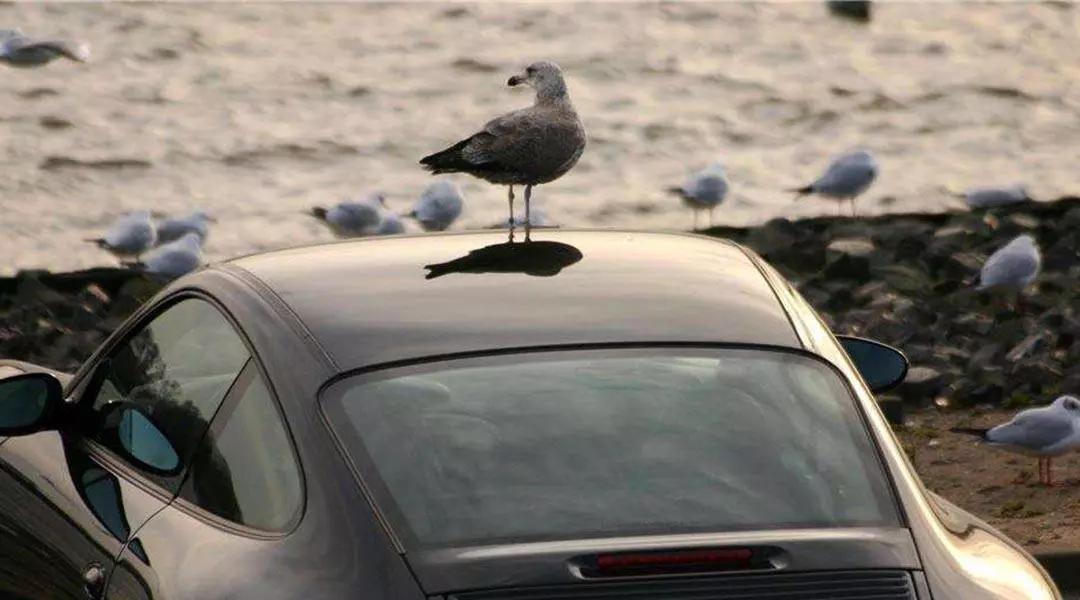 never expected!Bird droppings can cause such great damage to cars iNEWS