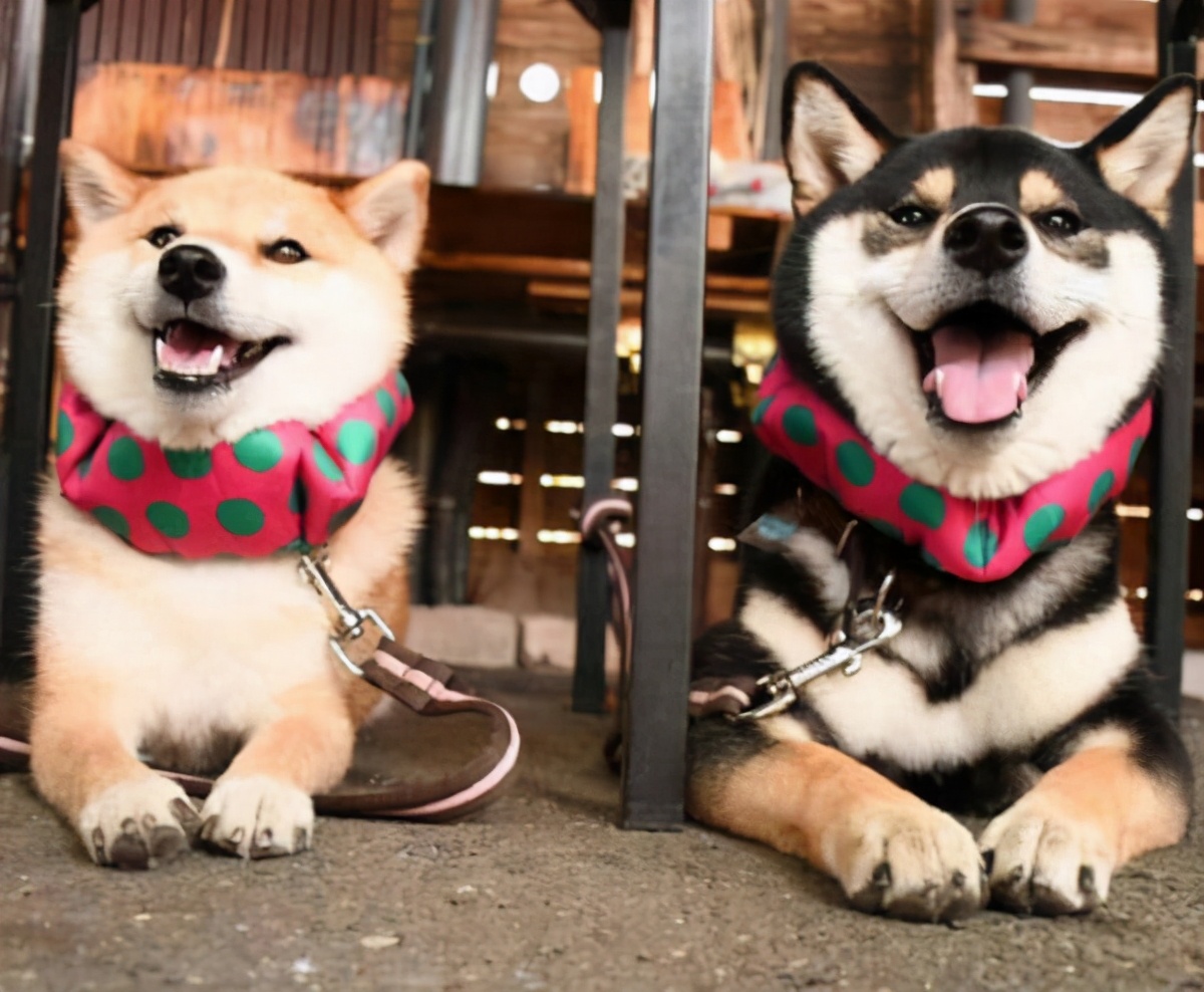 Three Key Points of Shiba Inu Breeding - iNEWS