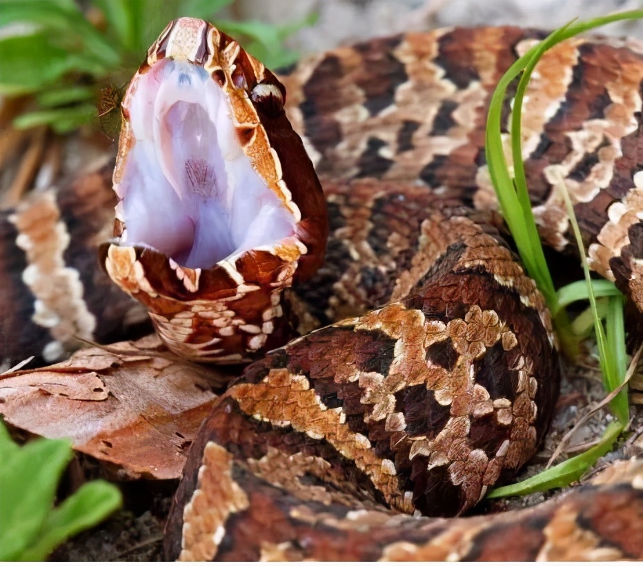 Counting the most "lazy" snakes in the snake world Is "lazy" just an