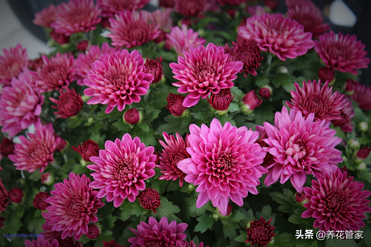 Thousand head chrysanthemum, the flowers bloom for three seasons, the