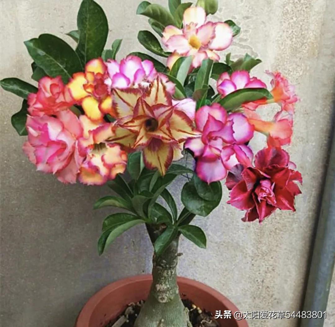 How to breed desert rose in autumn?Do 4 things cruelly, blooming and