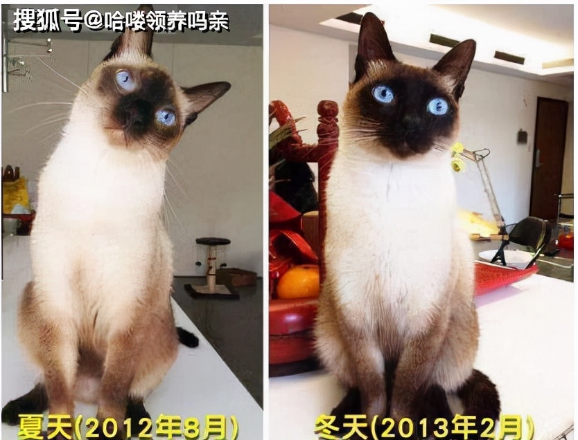 Cat Chameleon Why does Siamese cat change color?This is the most