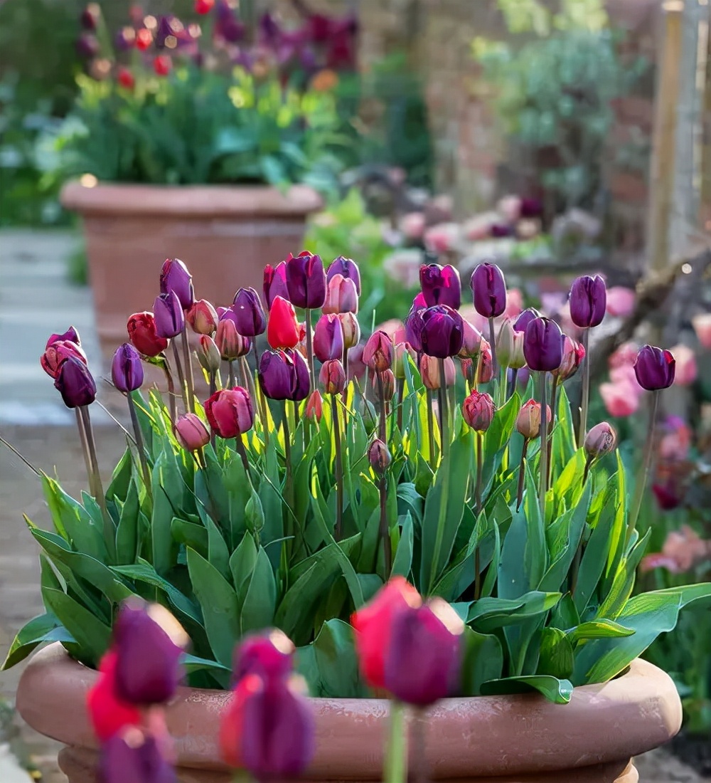 Tulip Garden Application - Inews