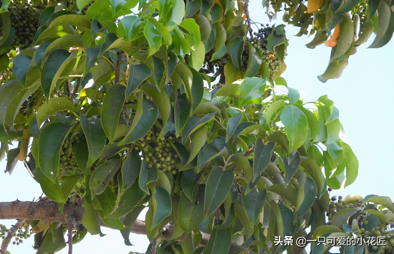 The whole scented camphor tree is the raw material for extracting ...