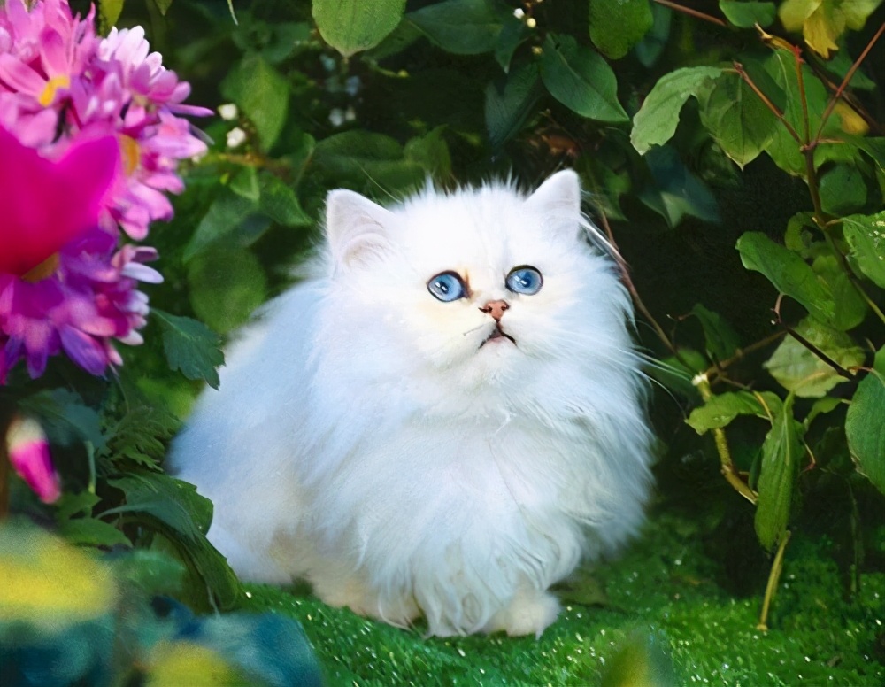 How much does a Persian cat cost? Ten advantages and disadvantages of