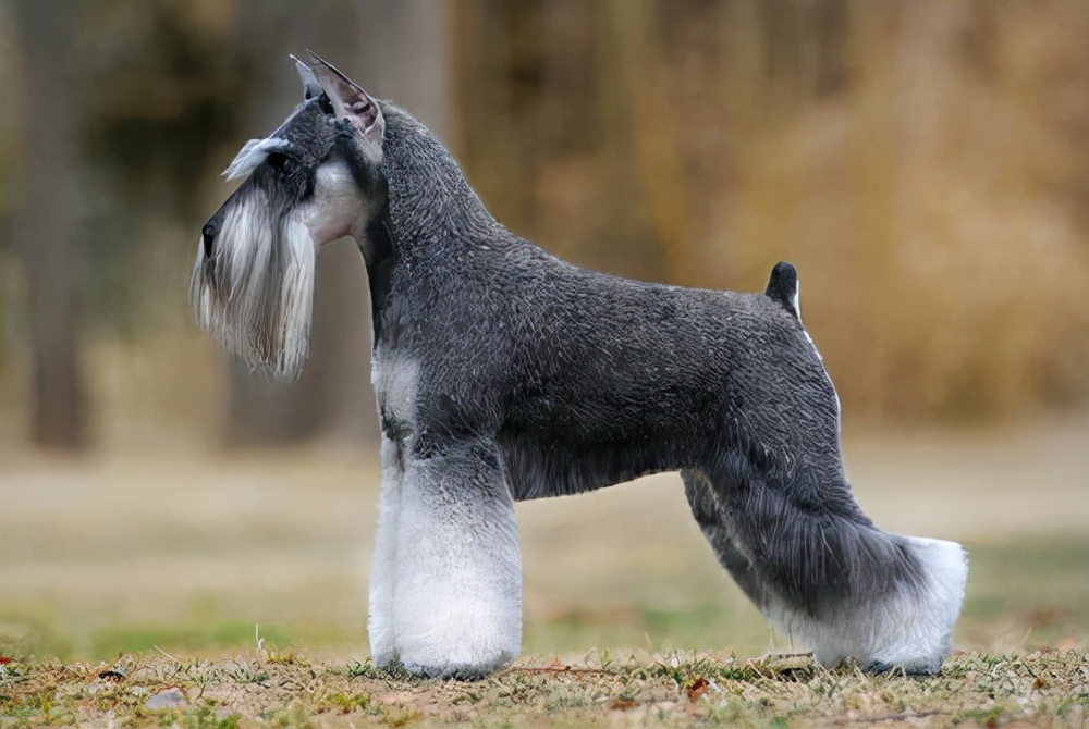 The advantages and disadvantages of the "long beard" Schnauzer, do not
