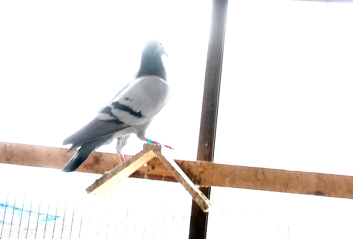 How did pigeons deliver letters in ancient times? iNEWS