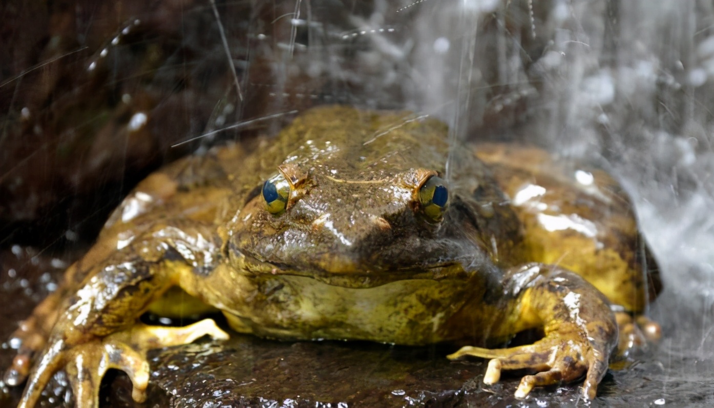 How big is the largest frog on earth?The weight can reach more than 6 ...