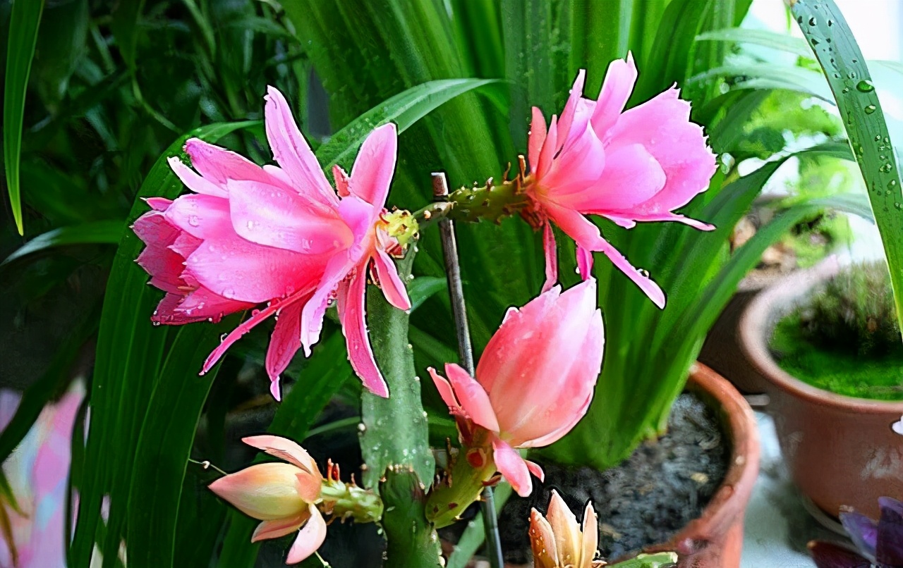These 5 potted flowers are kept at home and sterilized by oxygen. They