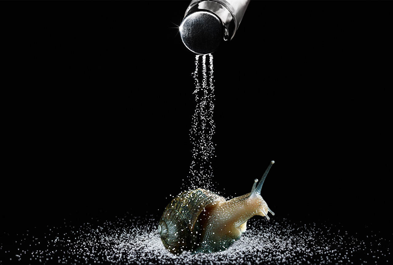 How does salt kill snails?Does it really feel painful? iNEWS
