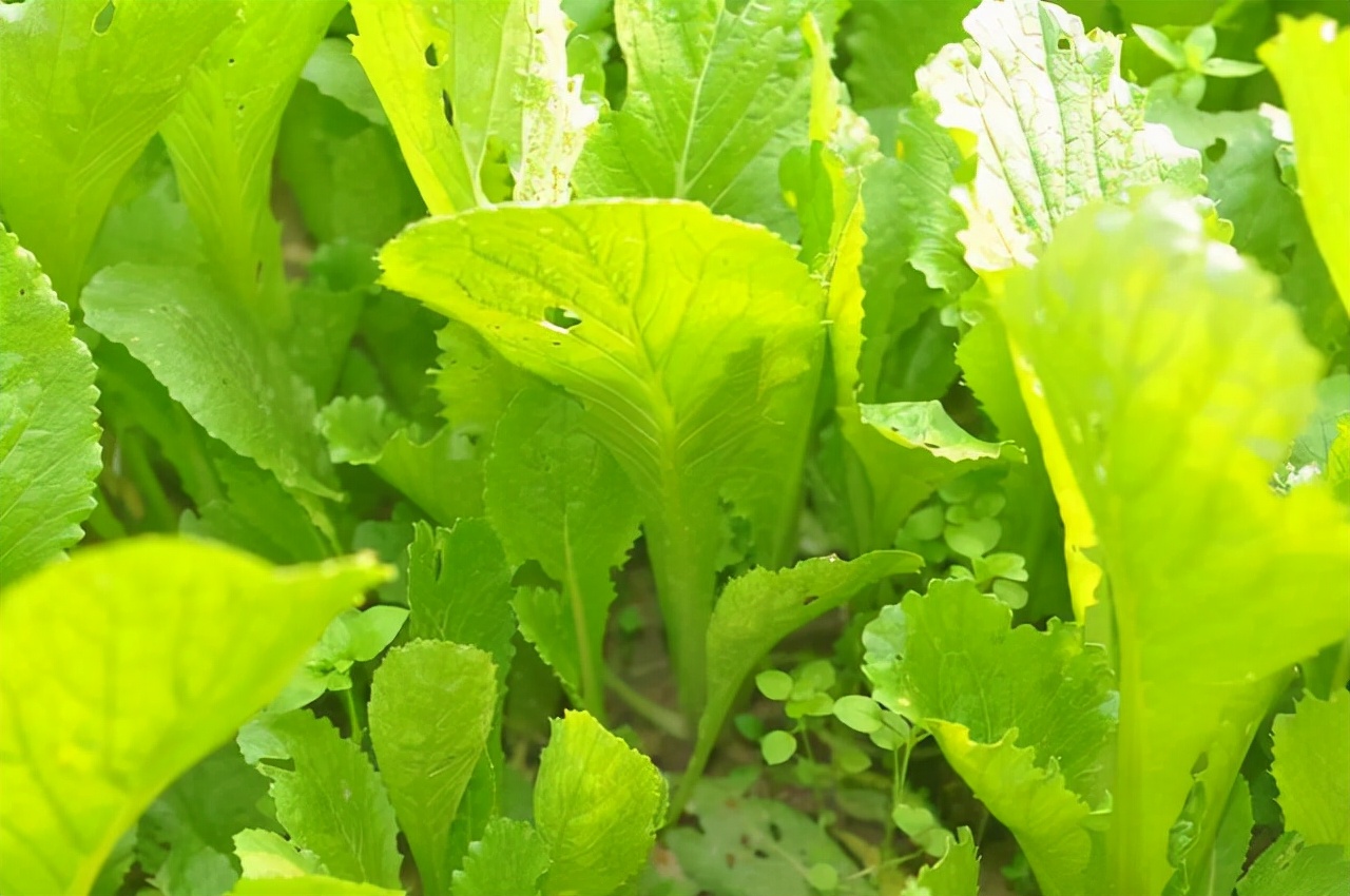 Can't eat white radish for thyroid nodules?If you want to dissipate the