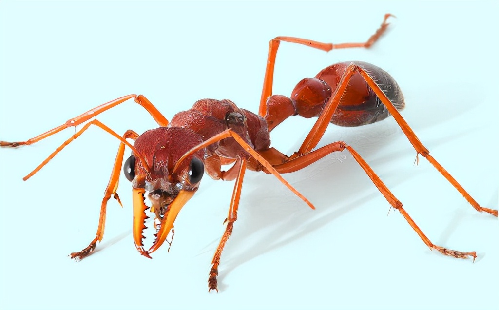 This ant is extremely poisonous, and the whole body trembles and heats after a bite, and within