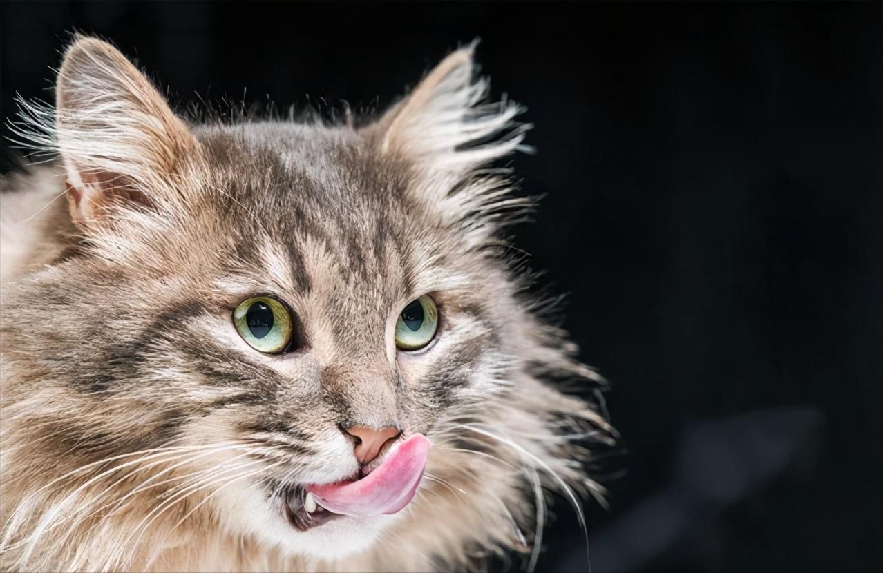 The cat licks these places, it means something is going to happen iNEWS