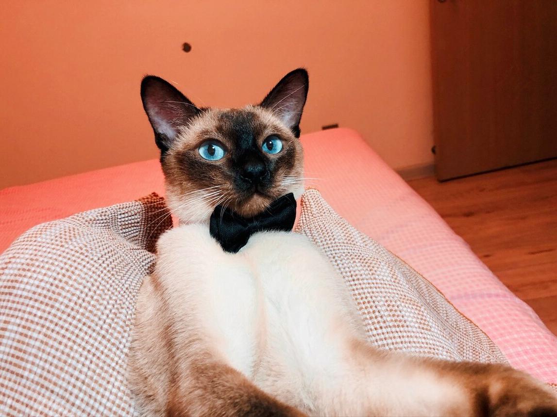 What's going on with Siamese cat diarrhea? iNEWS