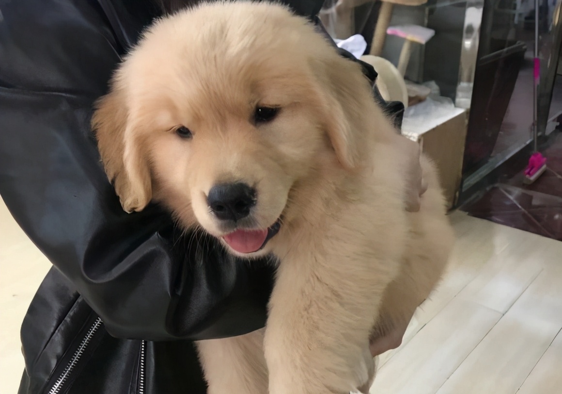 The Golden Retriever Is Very willful And Will Be Held By The Owner Every Time He Goes Out To 