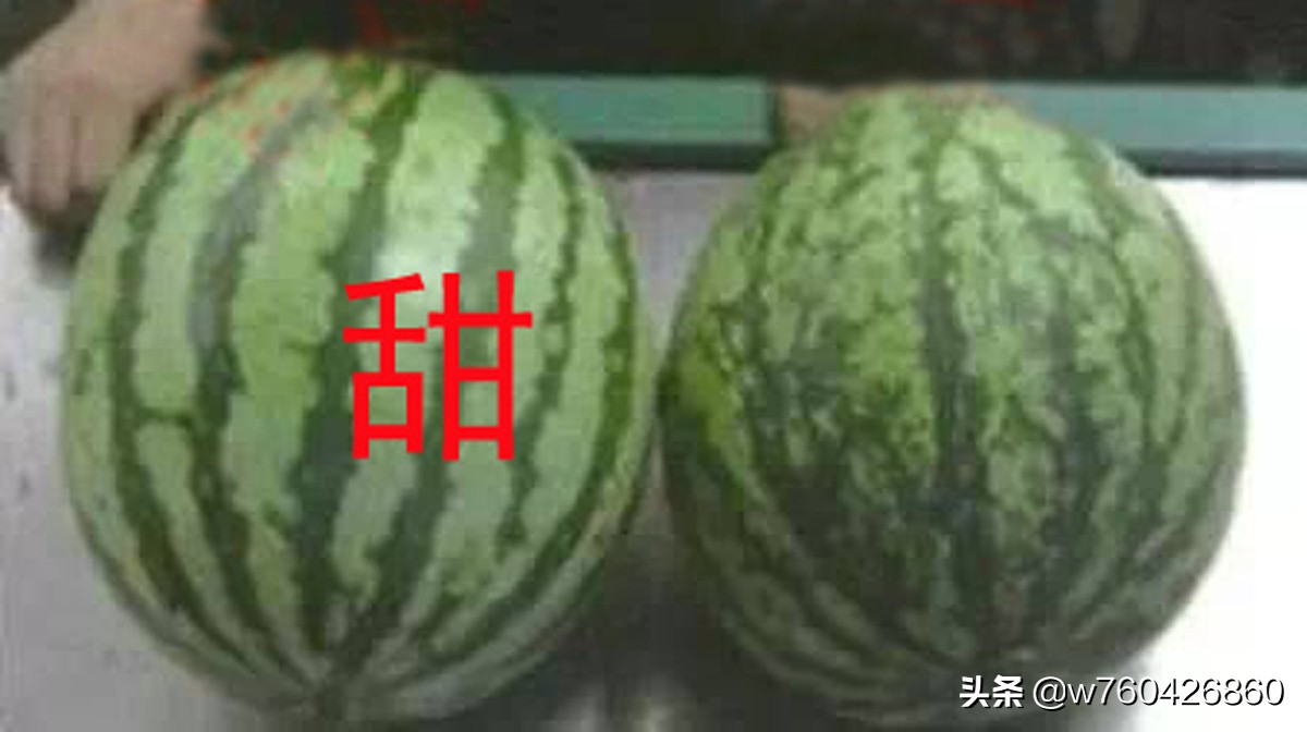 How To Choose Watermelon To Be Sweet INEWS   1e249af65e7c4beb8b71ba6590927b92 