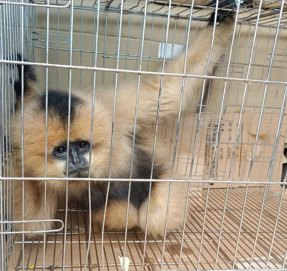 West Black Crested Gibbon 