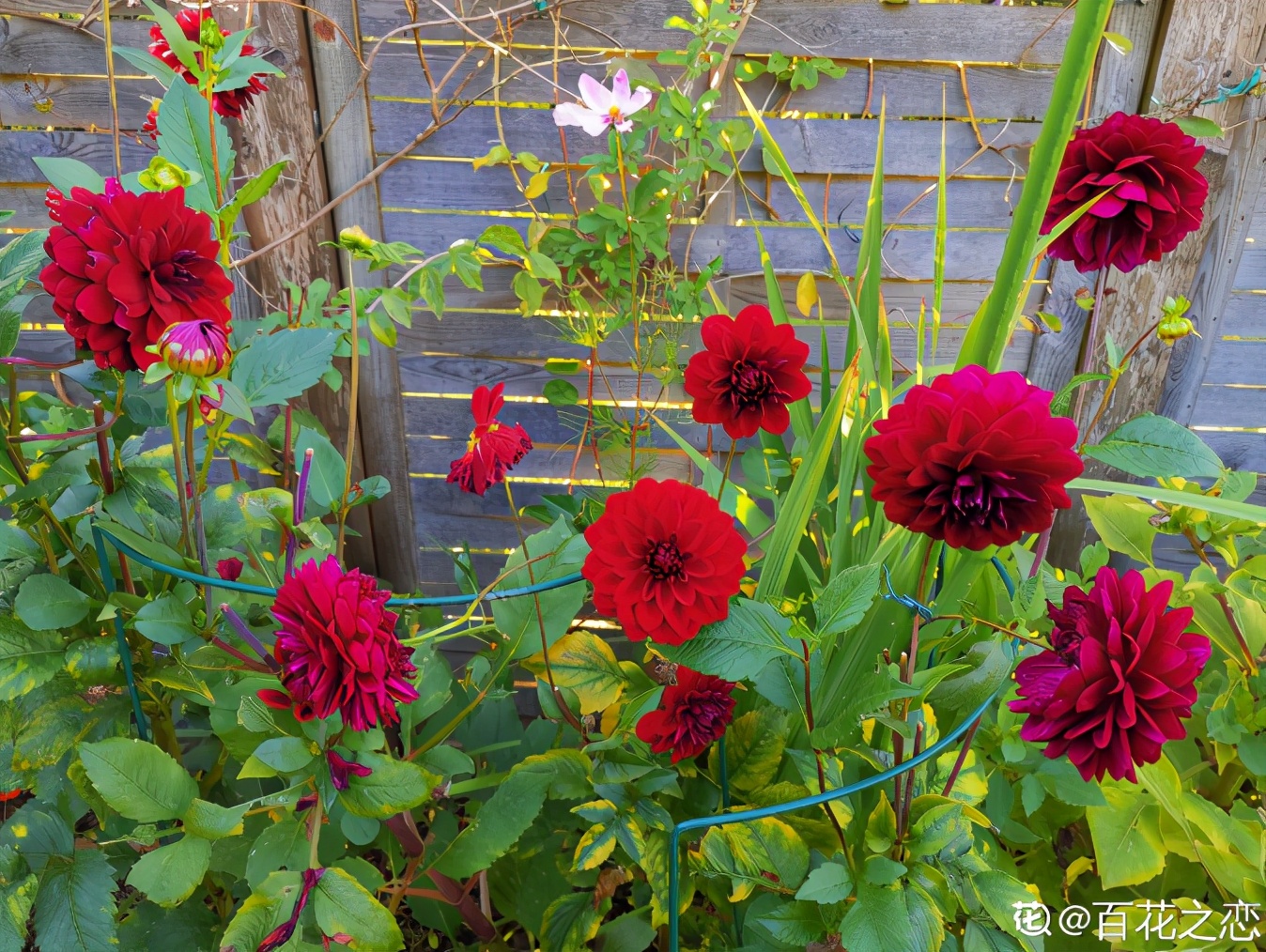 Dahlias are beautiful and beautiful, rich in varieties, so happy to be