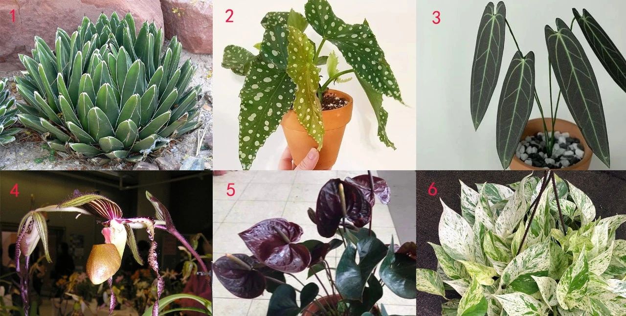 Plants with the name "Queen" are not very expensive, but they are all