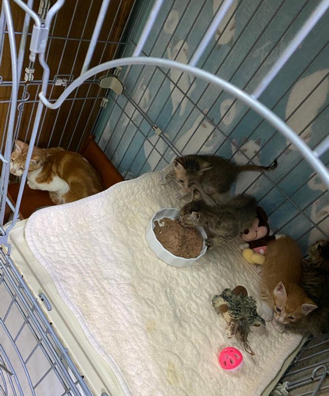 Helping stray cats cannot change the world, but it can change their