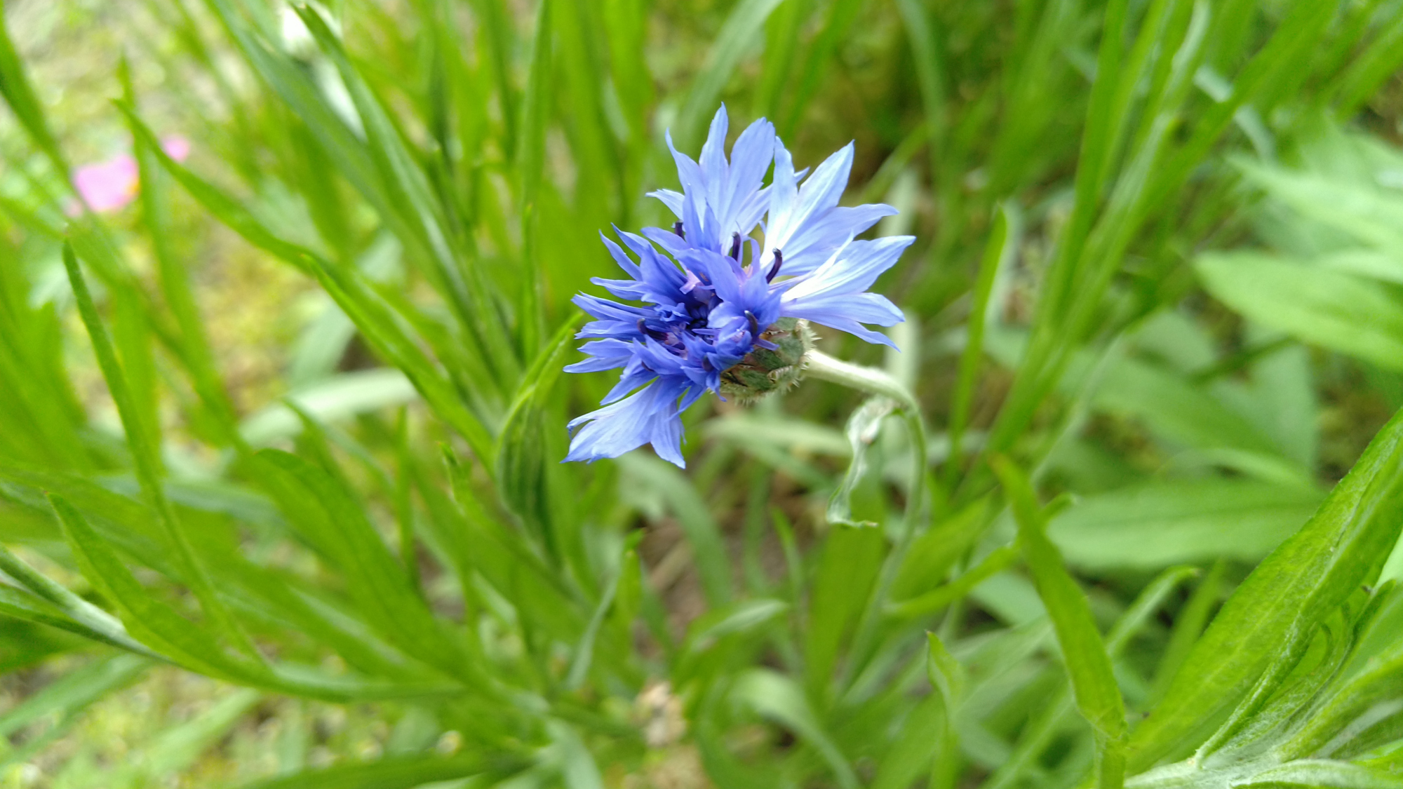 Cornflowers are often seen in the wild. Germans especially love